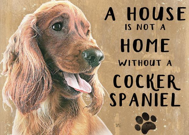 A house is not a home without a cocker spaniel sale