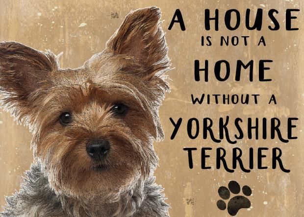 A house is not a home without a yorkie sales