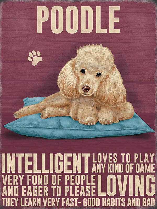 Apricot Poodle Metal Sign
